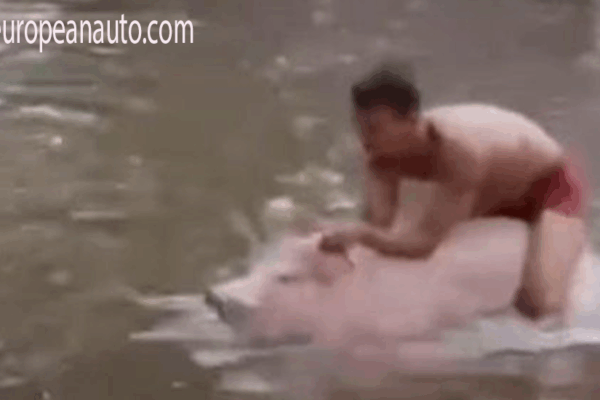 Aksi Viral Pria Menunggangi Babi