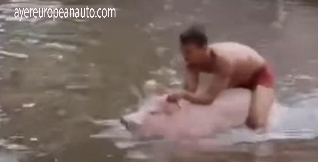 Aksi Viral Pria Menunggangi Babi